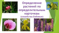 Презентация практической работы Определение покрытосеменных растений семейства Бобовые (по определительным карточкам)