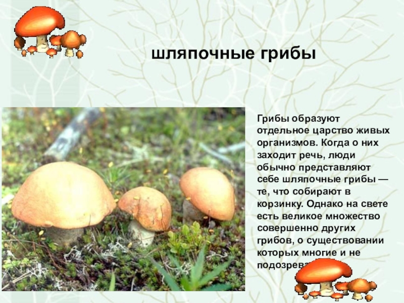 Почему грибы считают. Царство грибов. Грибы – отдельное царство живых организмов.. Шляпочные грибы. Грибы это живые организмы.
