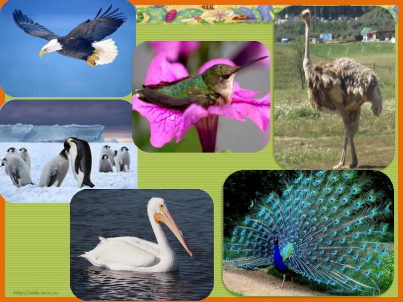 Презентация к уроку по окружающему миру по теме Кто такие птицы?