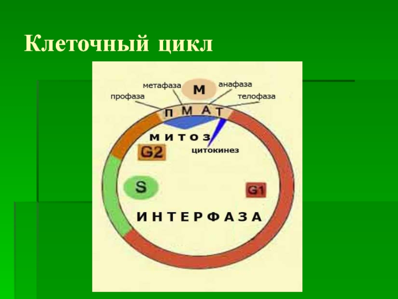 Схема митотического цикла