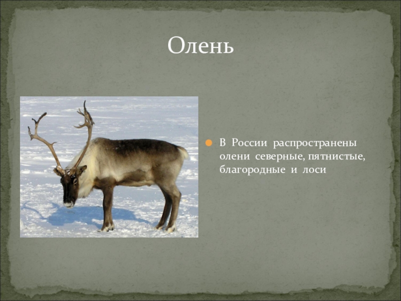 Чем отличается олень от лося