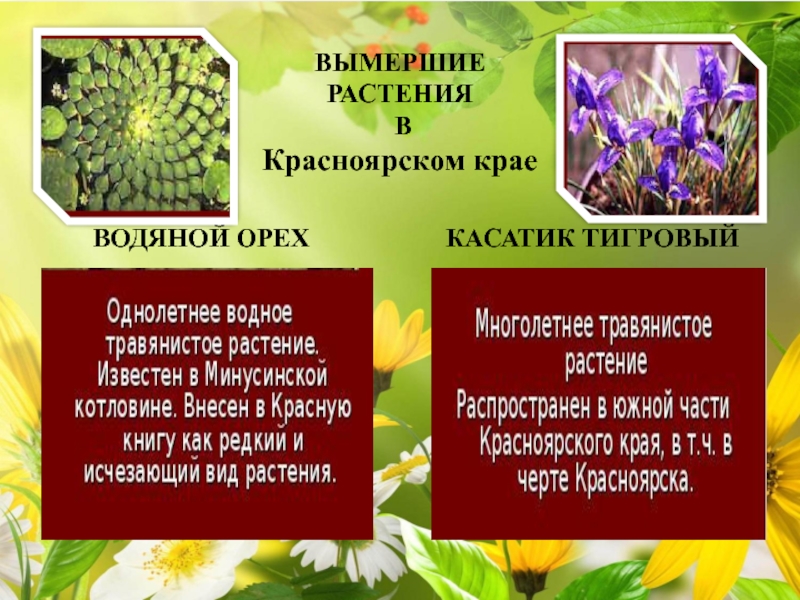 Исчезающие растения