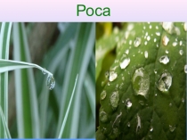 Урок Природоведения в 5 классе специальной (коррекционной) общеобразовательной школы. Авторы учебника О.А. Хлебосолова и Е.И. Хлебосолов