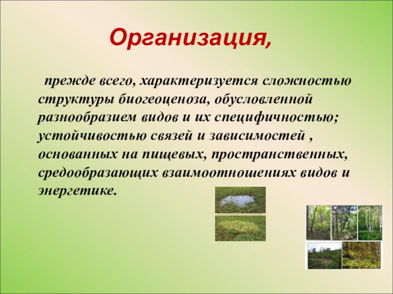 Чем обусловлено разнообразие. Биогеоценоз. Организация биогеоценоза. Биогеоценоз это в биологии. Биогеоценоз примеры.