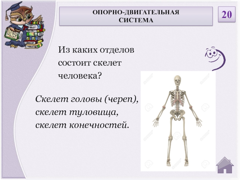 Отдел состоит из человек. Скелет человека состоит из отделов. Опорно двигательная система череп. Скелет туловища проверь себя. Из чего состоит скелет 3 класс.