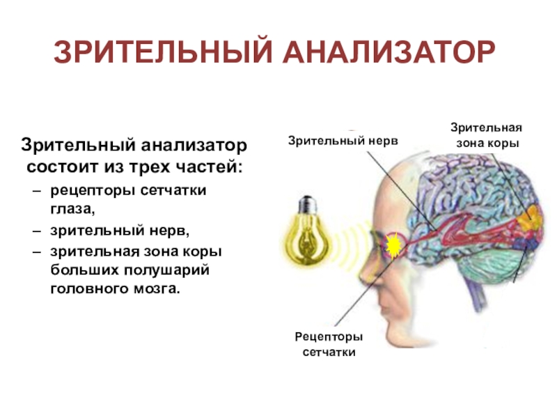 Презентации зрительный анализатор