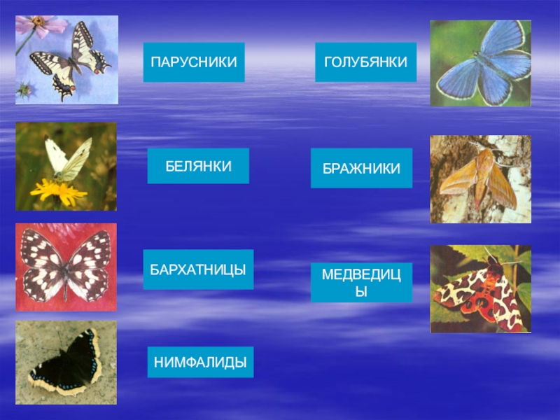 Реферат: Переливница тополёвая