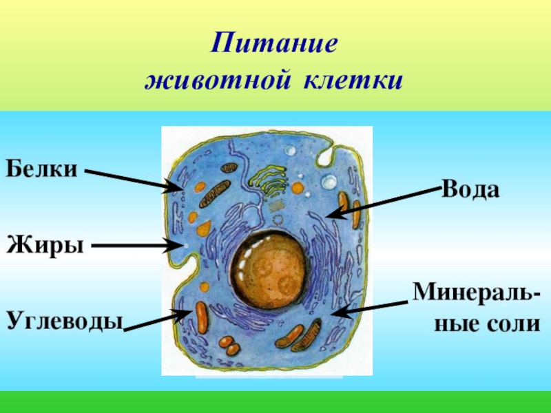 Презентация растительная клетка 5 класс