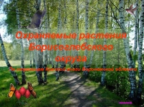 Презентация Охраняемые растения Борисоглебского округа (6 класс)
