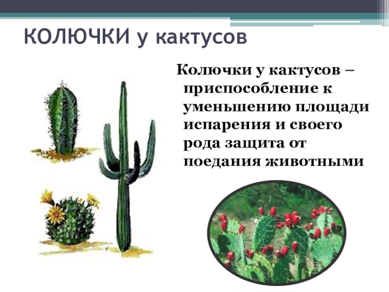 КОЛЮЧКИ у кактусов Колючки у кактусов – приспособление к уменьшению площади испарения и своего рода защита от