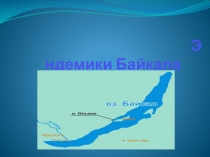 Презентация по географии на тему: Эндемики Байкала