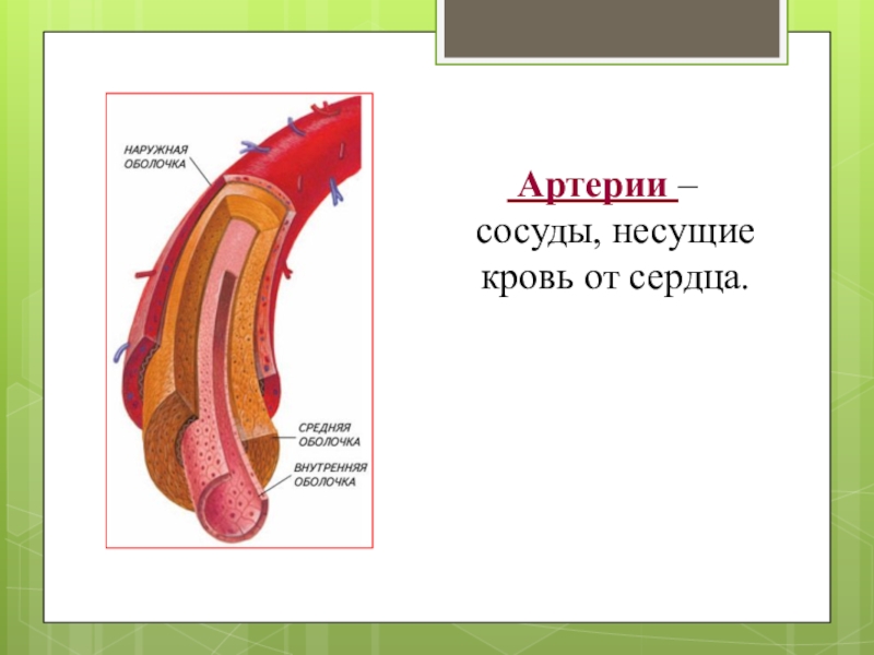 Сосуды несущие от сердца. Артерии это сосуды несущие кровь. Сосуды несущие кровь к сердцу. Сосуды несущие кровь от сердца. Артерии несут кровь к сердцу.