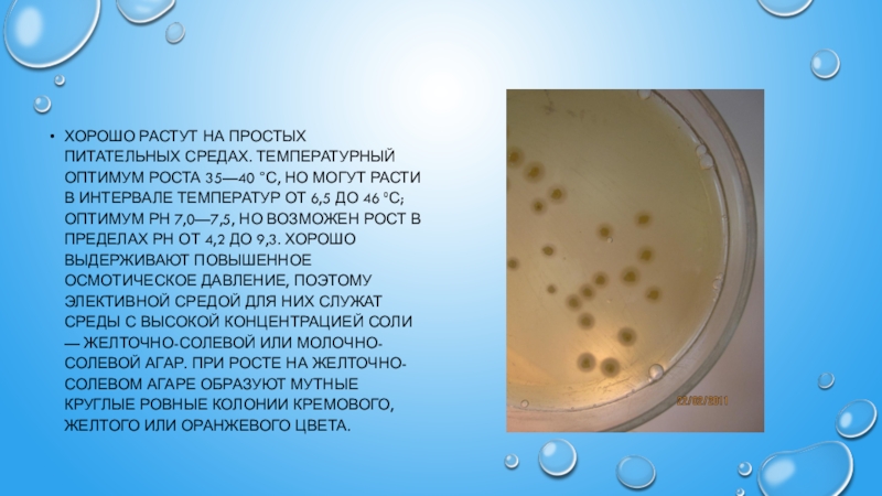 Staphylococcus aureus среда. Рост стафилококков на ЖСА. Желточно солевой агар микробиология. Золотистый стафилококк на ЖСА. Среда желточно солевой агар.
