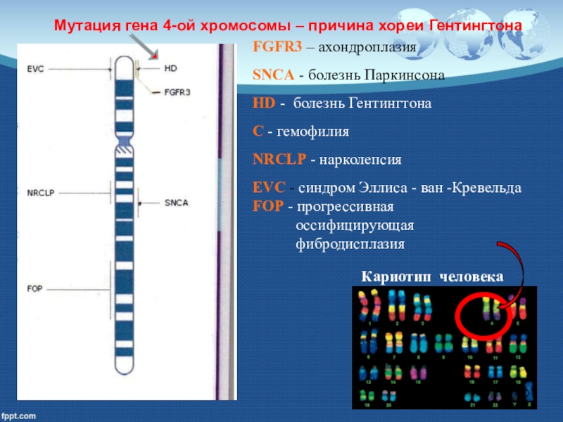 Мутация в 1 хромосоме. 4 Хромосома человека. Мутации хромосом. Fgfr3 мутации Гена. Генные мутации хромосомы.