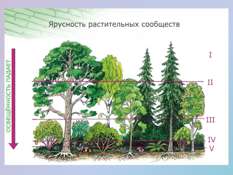 Рисунок экосистемы 6 класс биология