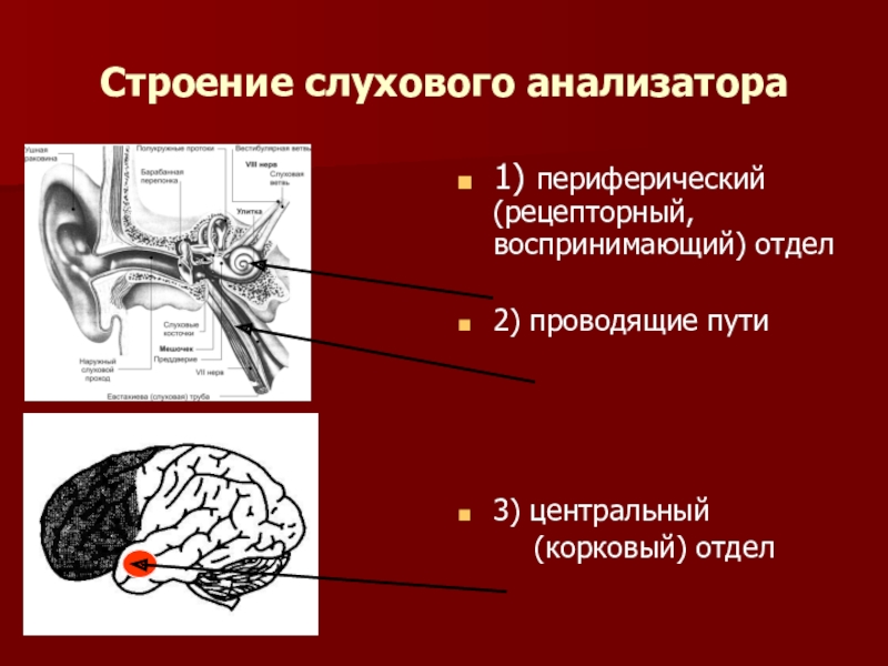 Отделы слухового анализатора. Рецепторный аппарат слухового анализатора. Строение слухового анализатора. Слуховой анализатор анатомия. Центральный отдел слухового анализатора.