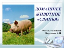 Домашнее животное Свинья