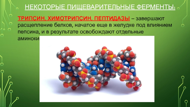 Трипсин это фермент. Трипсин фермент. Трипсин белок. Трипсин химотрипсин ферменты. Фермент трипсин презентация.