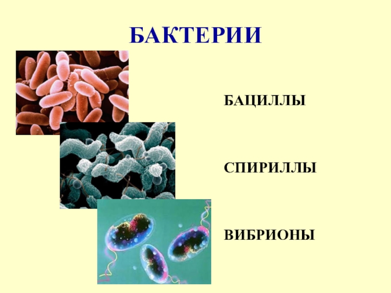 Картинки бактерии 5 класс биология