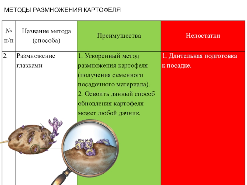 Способ вегетативного размножения картофеля