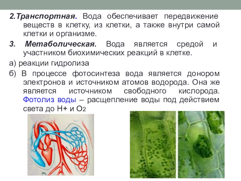 Передвижение веществ у животных 6 класс презентация