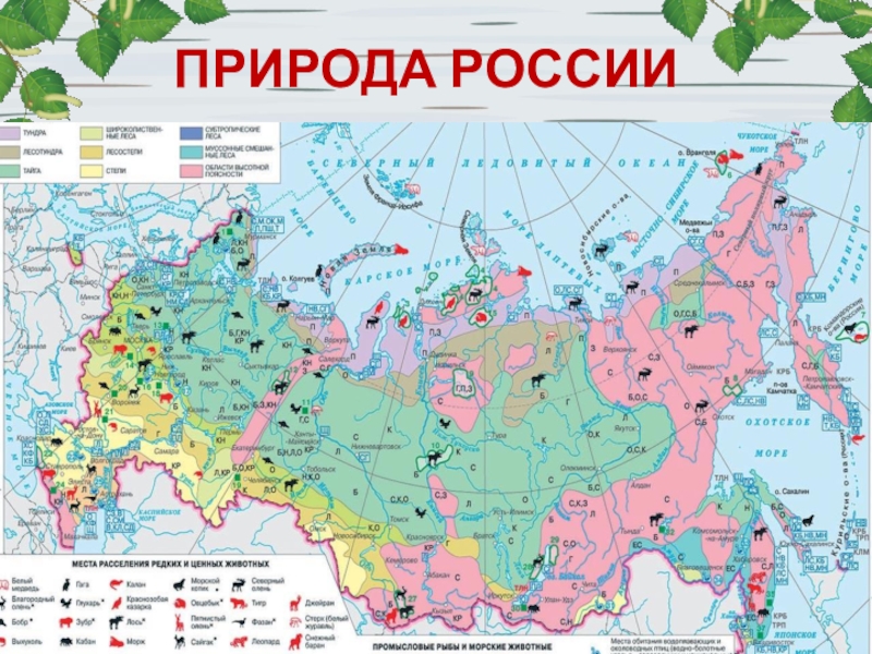 Карта природных ресурсов. Физическая карта полезных ископаемых России. Физическая карта России с полезными ископаемыми 3 класс. Полезные ископаемые на карте России география. Физическая карта России полезные ископаемые 4 класс.