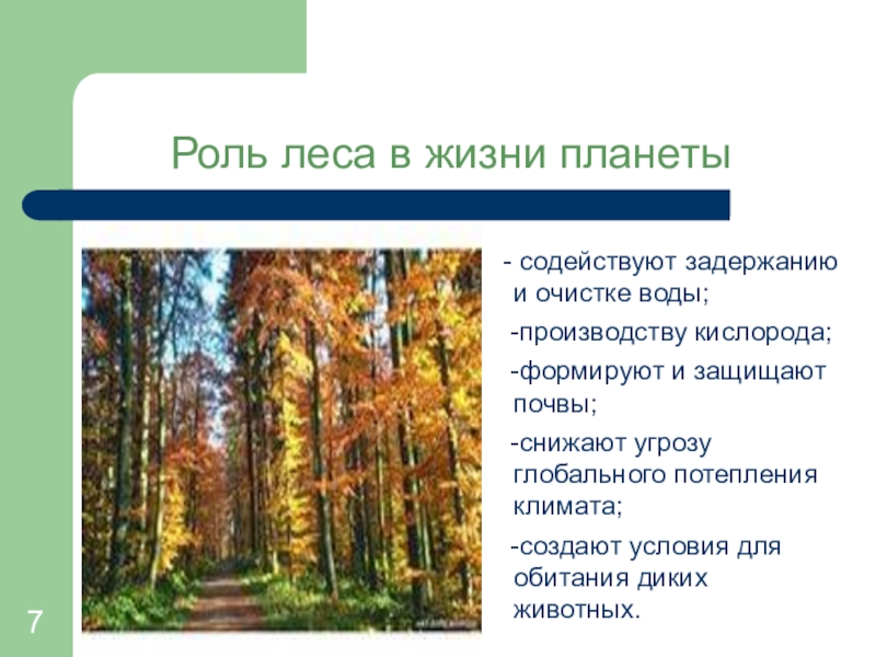 Какова роль леса в жизни человека. Роль леса в жизни человека. Лес в жизни человека. Роль лесов в жизни человека. Роль леса в жизни планеты.