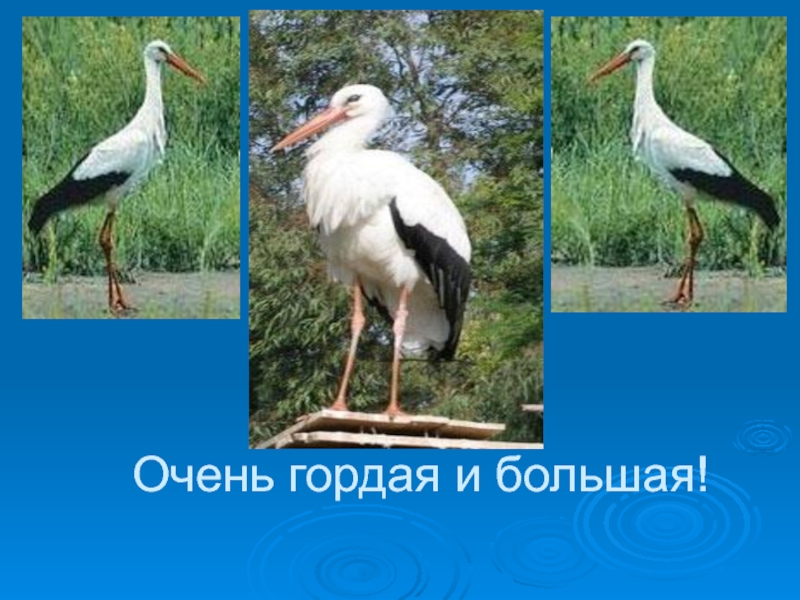 аисты на крыше. сочинение 9. легенды, связанные с аистами. 2. факты про аиста.