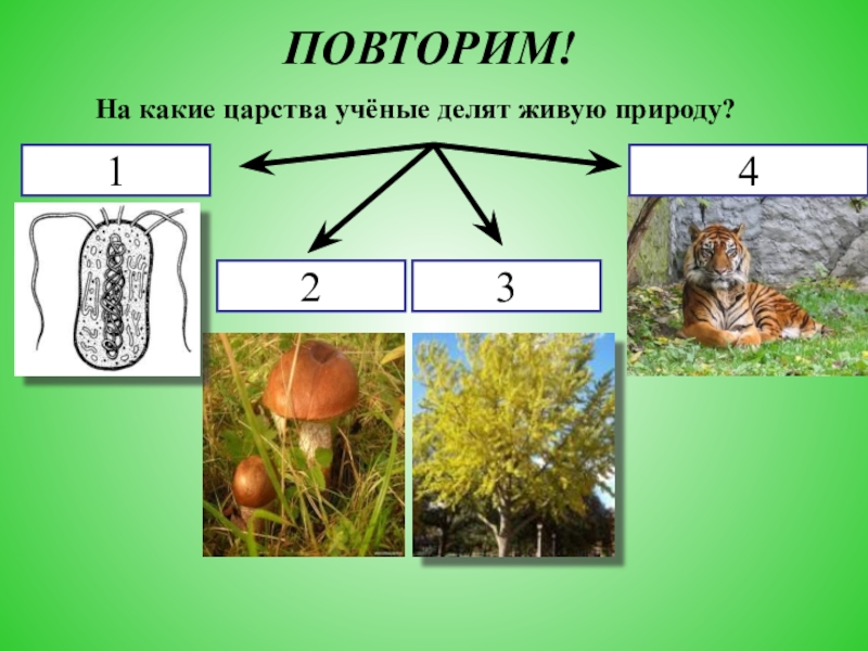 Среда обитания человека презентация