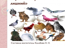 Птицы (в средней группе доу)