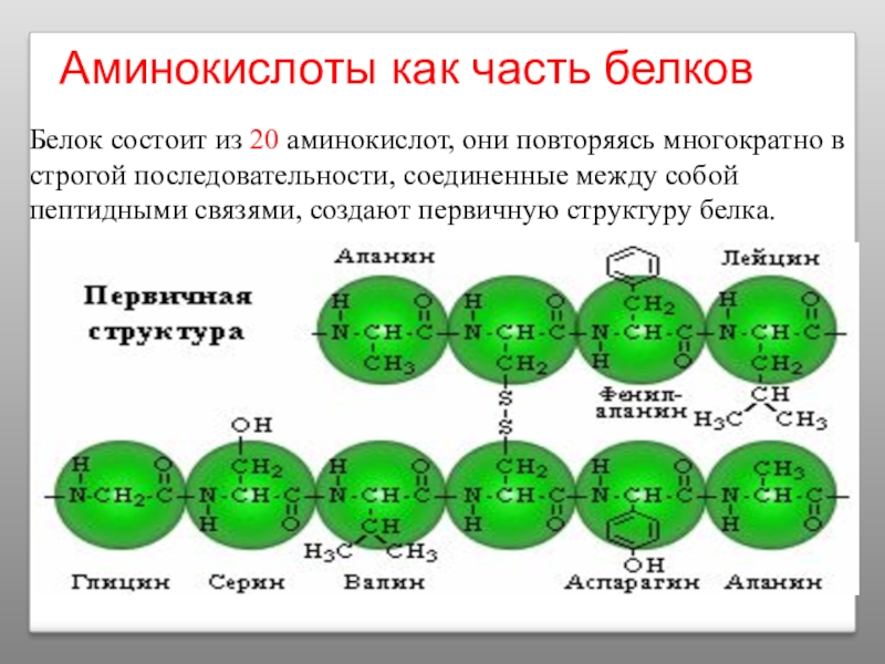 Между аминокислотами в белке. Аминокислоты. Аминокислоты белков. Основные аминокислоты белков. Аминокислоты в белках.