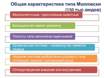Общая характеристика типа Моллюски