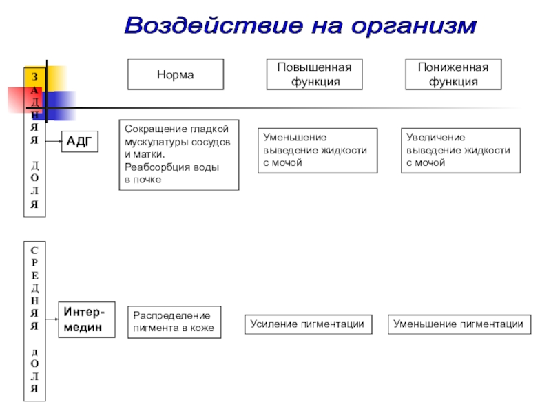 Низшие функции организма