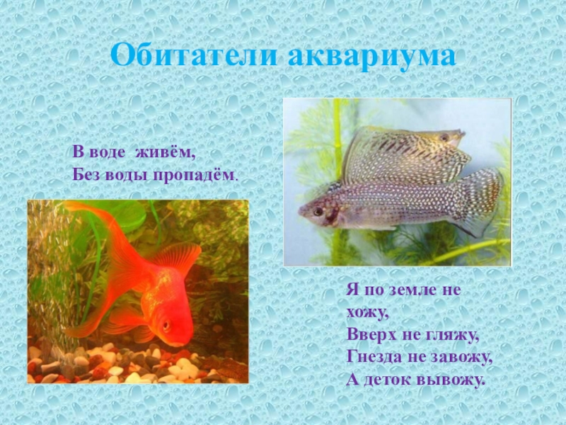 Доклад: Аквариумистам - о воде