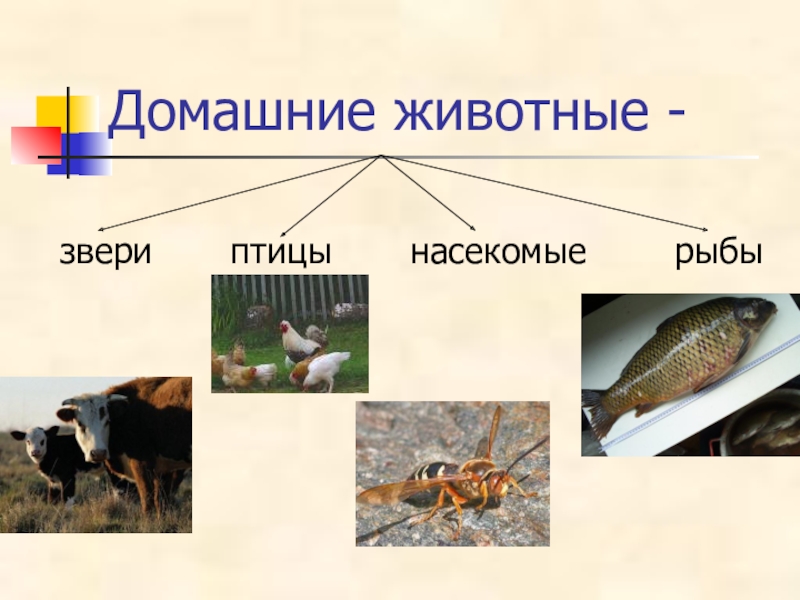 Домашние насекомые 2 класс. Животные рыбы насекомые. Домашние животные птицы,рыбы насекомые, звери. Животные звери птицы рыбы насекомые. Птицы, рыбы и звери.