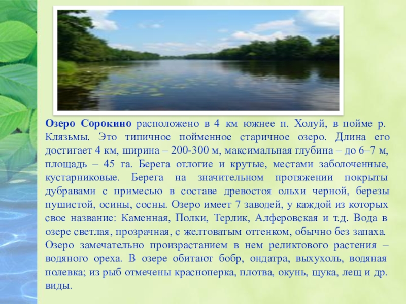 Питание озер. Озеро Сорокино. Озеро Сорокино Иваново. Описание озер Ивановской области. Озеро Сорокино Южского района.