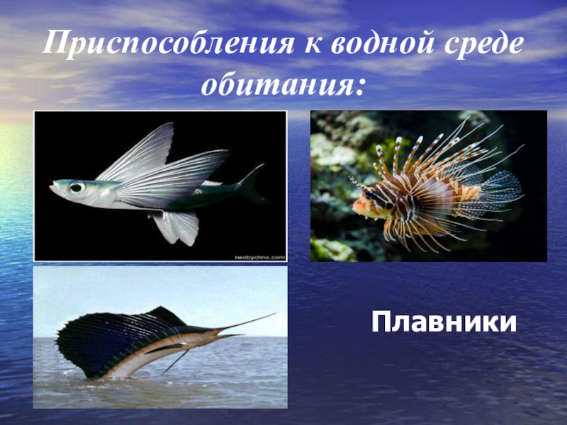 Приспособление водной среды. Приспособления к водной среде. Приспособления к водной среде обитания. Приспособление организмов к водной среде. Приспособленность к водной среде.