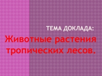 Презентация Животные, растения тропических лесов.