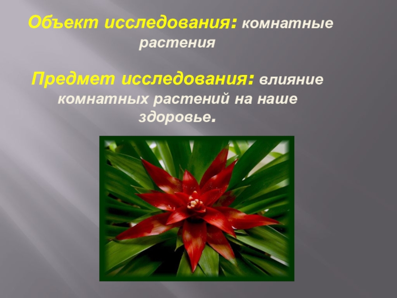 Объекты растения. Исследование комнатного растения. Проект исследование комнатных растений. Растения на предметах. Опрос комнатные растения.