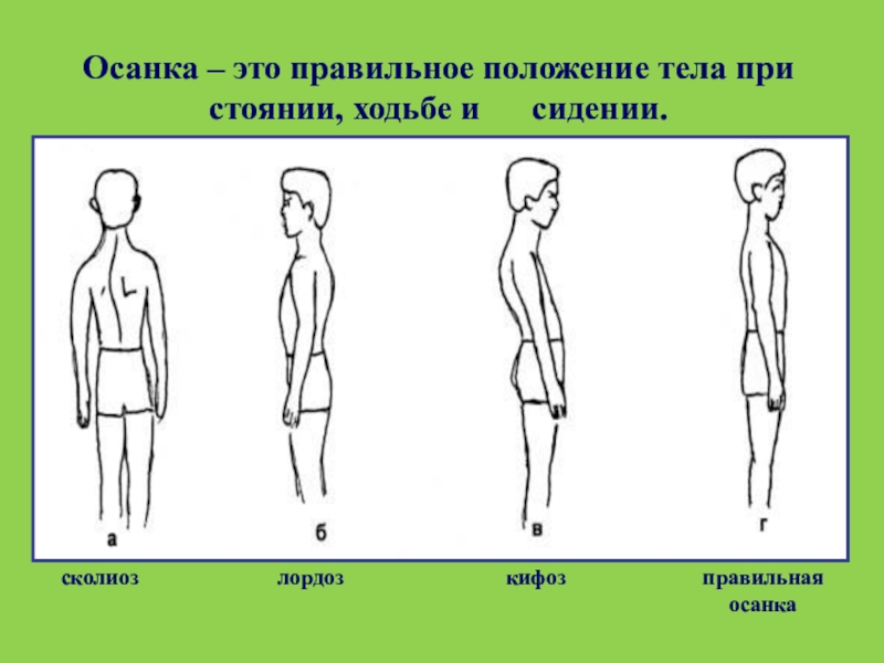 Вертикальное положение тела. Осанка. Правильная осанка. Правильная осанка это положение тела. Правильная осанка и походка.