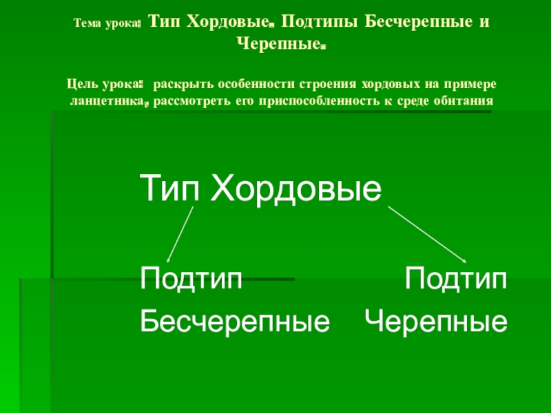 Подтип бесчерепные