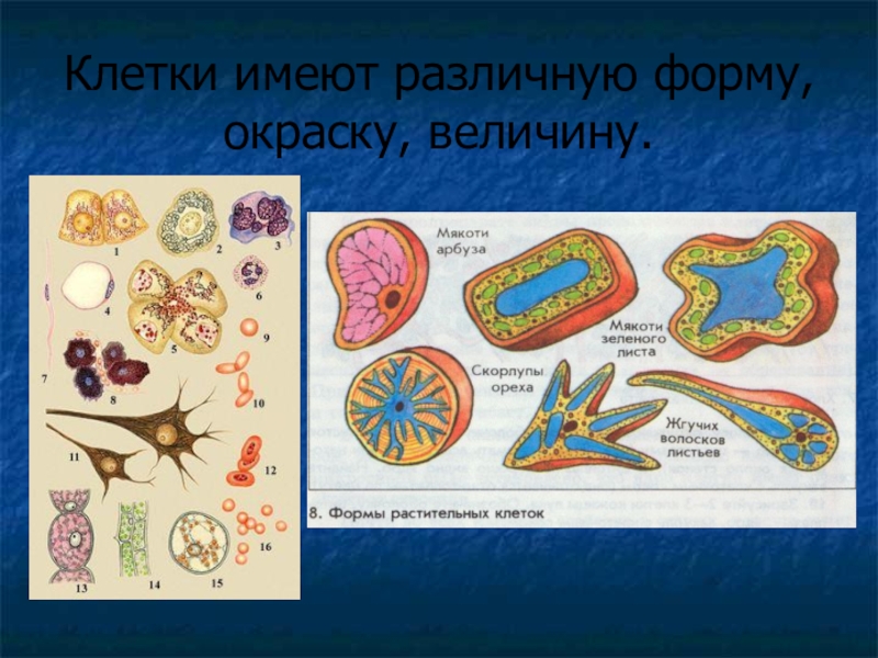 Величина клеток. Разные формы клеток растений. Форма клетки арбуза. Формы растительных клеток. Какую форму имеют клетки.