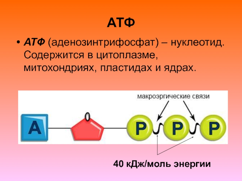В состав атф входит связь. АТФ аденозинтрифосфат na. Нуклеотид АТФ. АТФ реакция. Связи в АТФ.