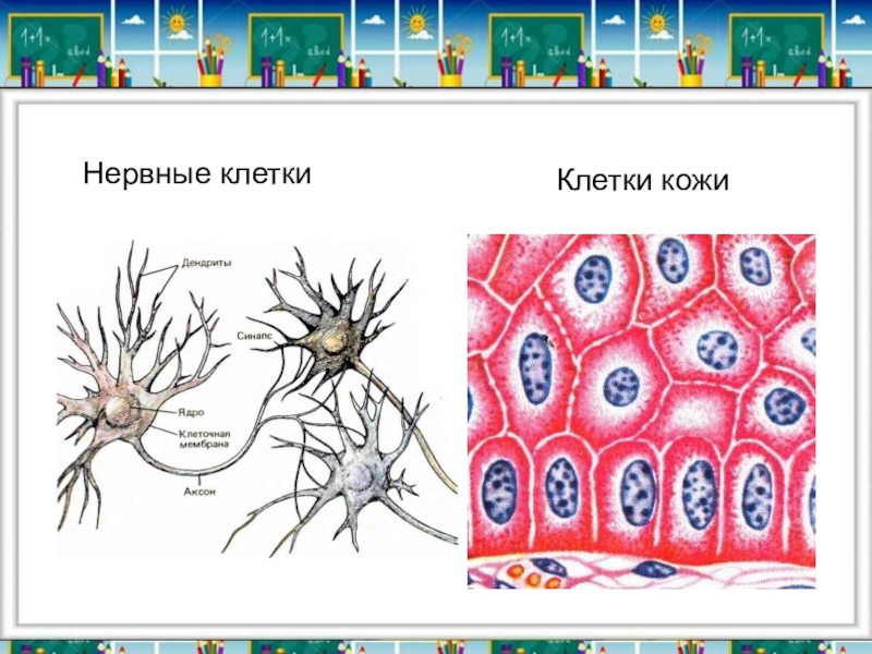 Презентация экскурсия в мир клеток 5 класс