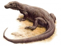 Презентация по биологии на тему Общая характеристика класса пресмыкающиеся 7 класс