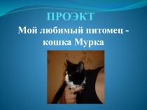 Презентация ученицы 1 класса Мой любимый питомец - кошка Мурка
