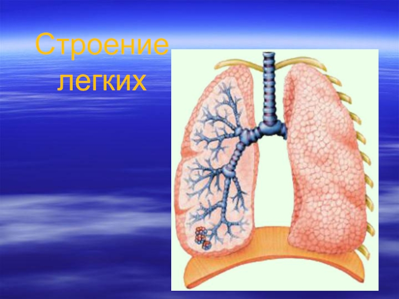 Презентация про легкие