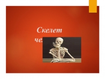 Презентация по биологии  Скелет человека