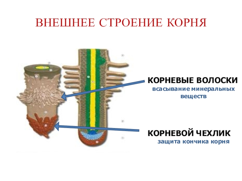 Внешнее строение корня пшеницы