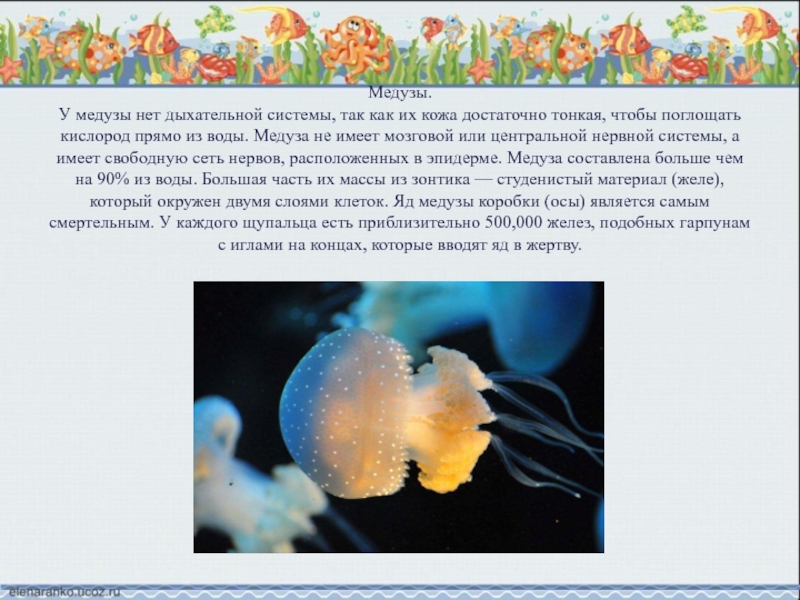 Медузы. У медузы нет дыхательной системы, так как их кожа достаточно тонкая, чтобы поглощать кислород прямо из